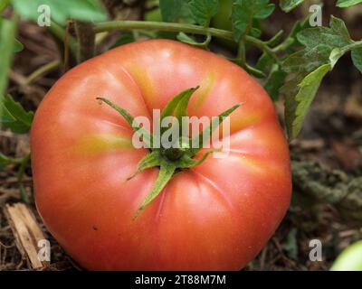 Un grande pomodoro rosso rosato Heirloom «Mortgage Lifter» con calice verde appoggiato sul letto del giardino dopo essere stato raccolto Foto Stock