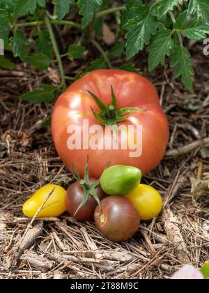 Abbondanza di deliziosi pomodori colorati raccolti nell'orto della cucina, frutta colorata Foto Stock