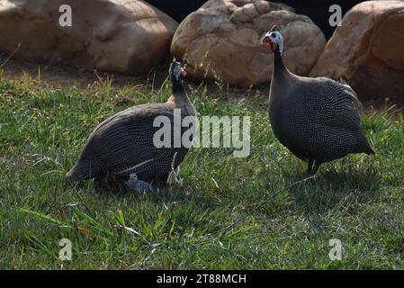 Un guineafowl sulla parte superiore di una recinzione a maglie di catena. Foto Stock