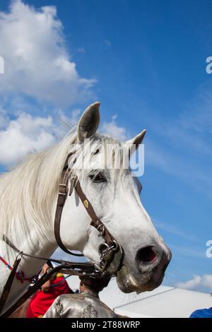 Testa di un cavallo all'aperto con parziale imbracatura in vista Foto Stock