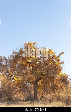 Splendido paesaggio autunnale di un albero di Cottonwood e foglie gialle dorate. Foto Stock