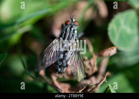 Casa di famiglia Fly (Musca domestica) su sfondo verde Foto Stock