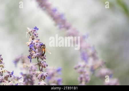 Un'ape solitaria pollina un fiore di lavanda mentre raccoglie il nettare; una macro immagine di un'ape su un fiore con una bassa profondità di campo. Foto Stock