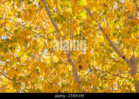 Foglie gialle brillanti su un albero di Aspen, con accenni di verde sparsi in tutta l'immagine, le foglie sono retroilluminate dalla luce del sole. Foto Stock