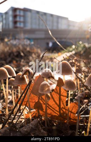 Concetti di funghi del nord-ovest del pacifico selvaggio. Foto Stock