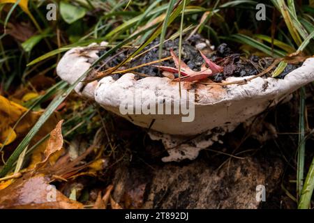 Concetti di funghi del nord-ovest del pacifico selvaggio. Foto Stock