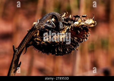 Teste di semi stagionati a secco in campo agricolo. Il tempo di raccolta dei girasoli in Brasile. Foto Stock