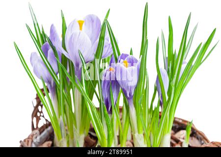 Diverse crocche viola fiorite nel cestello decorativo su sfondo bianco Foto Stock