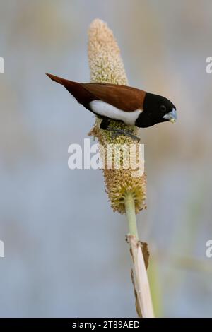 Tricolored munia Bird, India Foto Stock