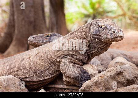 Drago di Komodo (Varanus komodoensis) sull'isola di Komodo, Indonesia Foto Stock