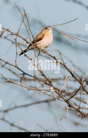 Uccello indiano silverbill Foto Stock