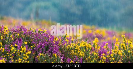 Fiori viola di vitello e gialli di cavalluccio sotto la pioggia battente Foto Stock