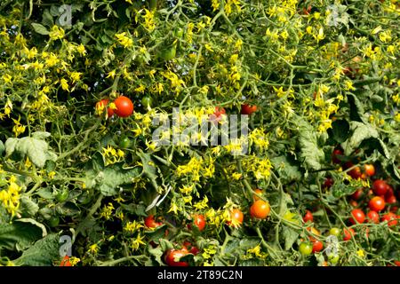 Pomodori, Fiori, Solanum lycopersicum, coltivazione, fioritura, piante Foto Stock