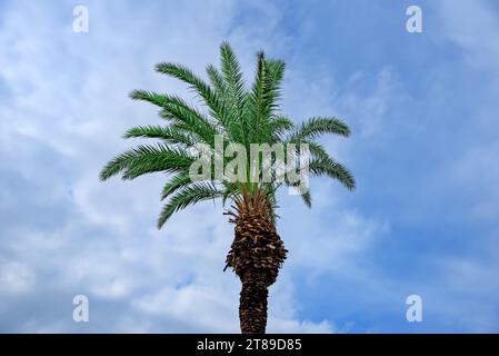 La cima di una palma su uno sfondo di cielo blu con nuvole Foto Stock