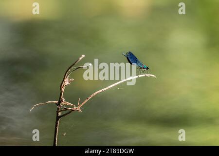 Eine Blauflügel-Prachtlibelle Calopteryx virgo sitzt auf einer Pflanze. Spreewald, Brandeburgo, Deutschland. Eine Libelle sitzt auf einer Grünen Pflanze im sommerlichen Spreewald *** Una damselfly dalle ali blu Calopteryx virgo seduto su una pianta Spreewald, Brandeburgo, Germania Una libellula seduto su una pianta verde in estate Spreewald credito: Imago/Alamy Live News Foto Stock