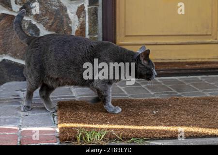 Il gatto blu grasso della razza birmana americana sta camminando nel cortile. Cura degli animali domestici Foto Stock