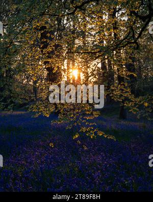 Sunburst Through trre with carpet of Bluebells [ Hyacinthoides non-scripta ] at Blackbury Camp, Devon, UK Foto Stock