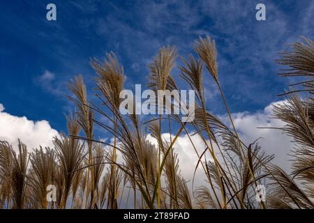 Alta erba di pampa contro il cielo blu sparso nel giardino prima dell'inverno Foto Stock