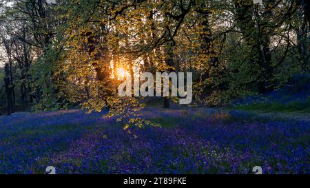 Sunburst Through trre with carpet of Bluebells [ Hyacinthoides non-scripta ] at Blackbury Camp, Devon, UK Foto Stock