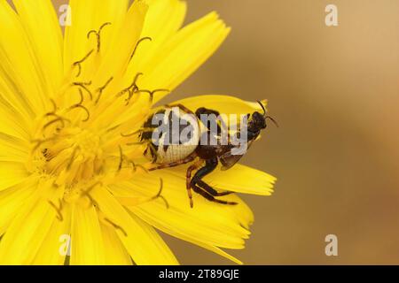 Primo piano naturale sul ragno Napoleone, Synaema globosum, seduto in un fiore giallo a mangiare un'ape solitaria nera Foto Stock