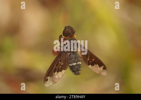 Primo piano dettagliato di una ape-fly nera , Hemipenthes velutina seduto con ali aperte su una pietra nel sud della Francia Foto Stock