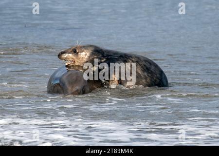 Foche grigie a Cemlyn Beach Anglesey. Foto Stock