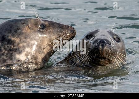 Foche grigie a Cemlyn Beach Anglesey. Foto Stock