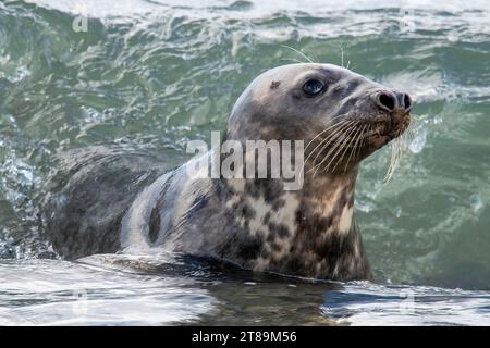 Foche grigie a Cemlyn Beach Anglesey. Foto Stock