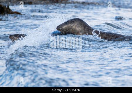 Foche grigie a Cemlyn Beach Anglesey. Foto Stock