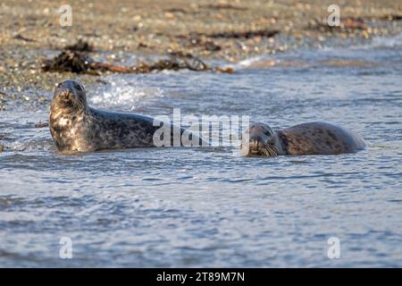 Foche grigie a Cemlyn Beach Anglesey. Foto Stock