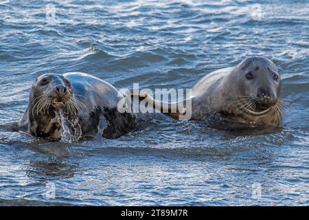 Foche grigie a Cemlyn Beach Anglesey. Foto Stock