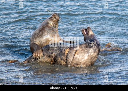 Foche grigie a Cemlyn Beach Anglesey. Foto Stock