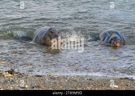 Foche grigie a Cemlyn Beach Anglesey. Foto Stock