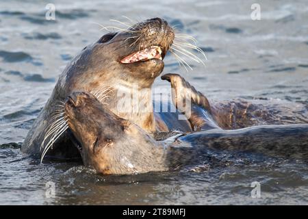 Foche grigie a Cemlyn Beach Anglesey. Foto Stock