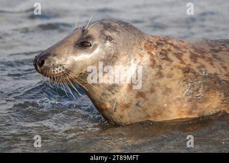 Foche grigie a Cemlyn Beach Anglesey. Foto Stock