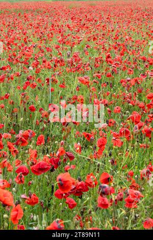 Un campo pieno di papavero rosso (Papaver rhoeas) noto anche come Cord Rose, common, corn, Field e Flanders papavero Foto Stock