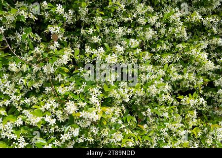 Bellissimi fiori bianchi di gelsomino stellare (Trachelospermum jasminoides) noti anche come gelsomino confederato, gelsomino stellato, jessamina confederata e chine Foto Stock