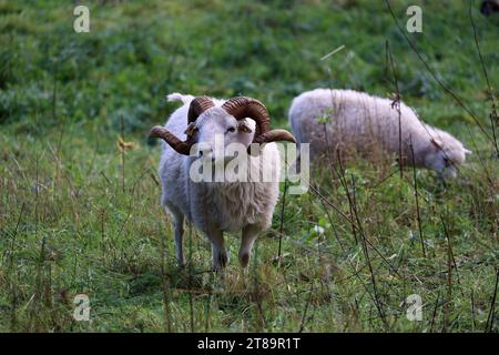 Le pecore pascolano in un paddock in autunno a Berlino, in Germania Foto Stock