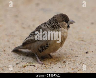 Il tessitore socievole (Philetairus socius), conosciuto anche come tessitore sociale comune, tessitore sociale comune e tessitore sociale, è una specie di BI Foto Stock