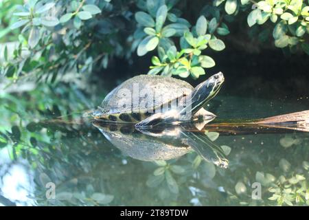 Il cooter fluviale (Pseudemys concinna) è una tartaruga d'acqua dolce originaria degli Stati Uniti centrali e orientali Foto Stock