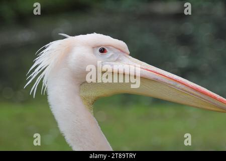 Il pellicano dalmata (Pelecanus crispus) è un membro massiccio della famiglia pelicana Foto Stock