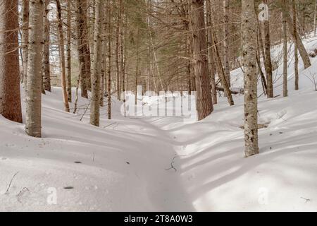 Un ruscello ghiacciato in una foresta canadese preso in una soleggiata giornata invernale a Mont Tremblant, Quebec, Canada Foto Stock