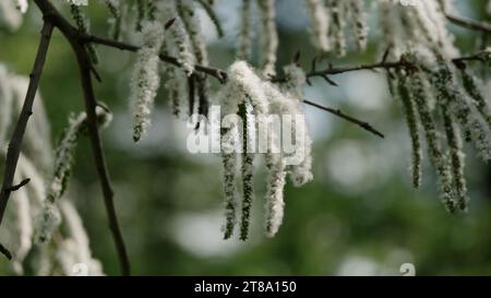 foto della fioritura aspen in primavera, foto grandangolare Foto Stock