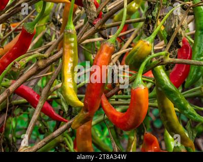 Primo piano dei peperoncini che crescono sui ramoscelli allo stato naturale. Fotografia che mostra la coltivazione biologica. Peperoni caldi in varie fasi di maturazione. Foto Stock