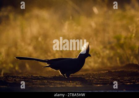 Uccello grigio via in piedi retroilluminato a terra all'alba nel Parco Nazionale di Kruger, Sud Africa; Specie Corythaixoides concolor famiglia dei Musophagidae Foto Stock