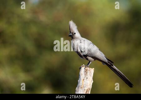 L'uccello grigio va via che si trova su un tronco isolato in uno sfondo naturale nel Parco Nazionale di Kruger, Sud Africa; la famiglia di concolori Specie Corythaixoides di Muso Foto Stock
