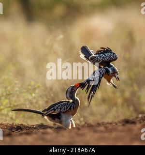 Lotta di Hornbill a becco rosso del Sud nel Parco Nazionale di Kruger, Sud Africa ; famiglia speciale Tockus rufirostris di Bucerotidae Foto Stock