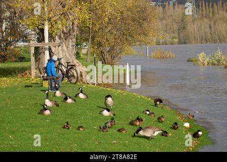 Coblenza, Germania. 19 novembre 2023. Un ciclista siede su un prato vicino al Reno al bordo di una pista ciclabile allagata. Negli ultimi giorni le forti piogge avevano causato un aumento del livello dell'acqua. Crediti: Thomas Frey/dpa/Alamy Live News Foto Stock