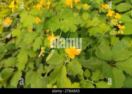 Ramoscello di fioritura della grande celandina con fiori gialli sullo sfondo di vegetazione selvatica Foto Stock
