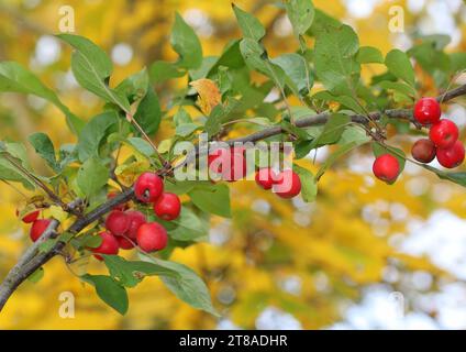 Le mele di granchio rosso di Malus "stupende" Foto Stock